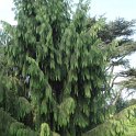 Picea smithiana